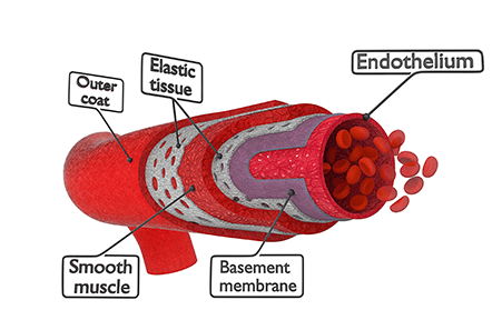 Blood Vessels